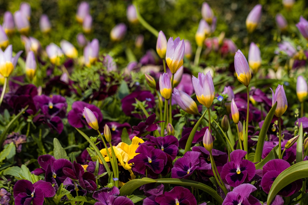 Tulipa,Saxatilis,,Commonly,Known,As,Lilac,Wonder,Is,Known,For,Tulipan,Blomster,Have