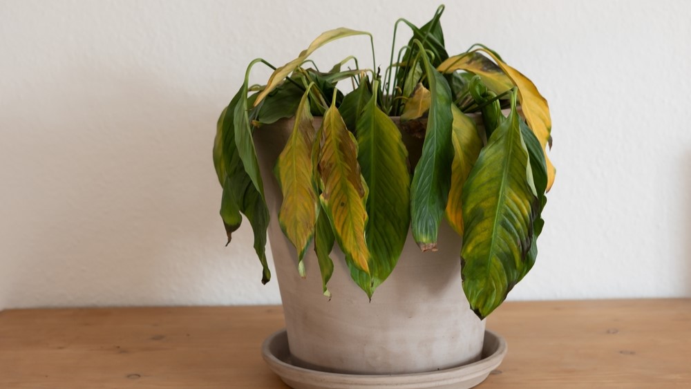 peace lily