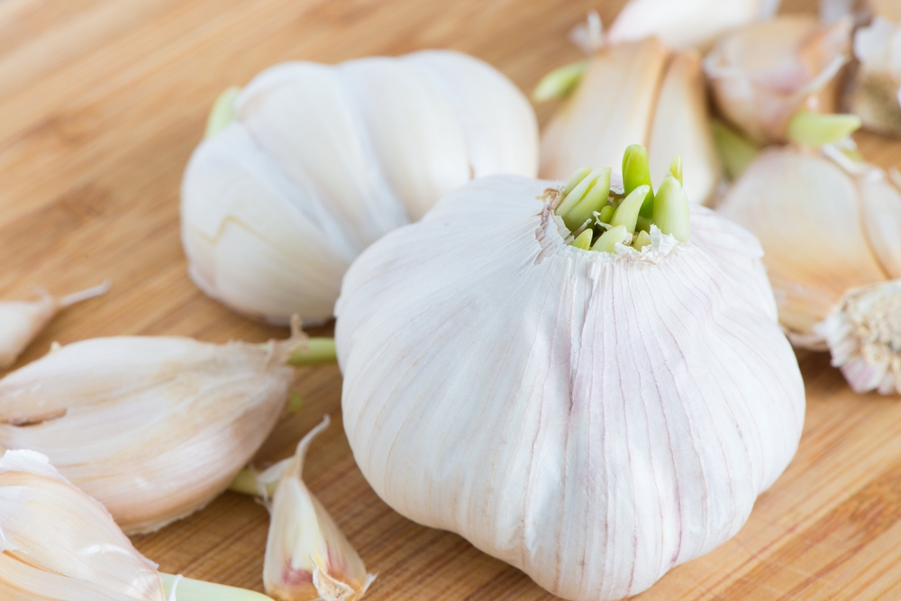 Sprouting,Garlic,Cloves,On,Wooden,Board