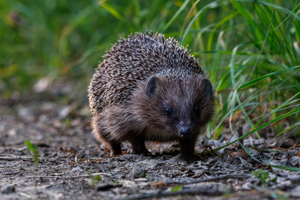 A,Cute,Little,Hedgehog,Setting,Out,On,Its,Evening,Foray.
