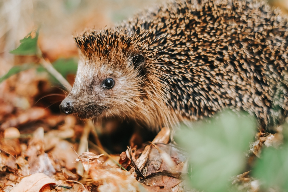 Forest,Hedgehog,In,Brown,Leaves,In,The,Autumn,Forest.,Hedgehog
