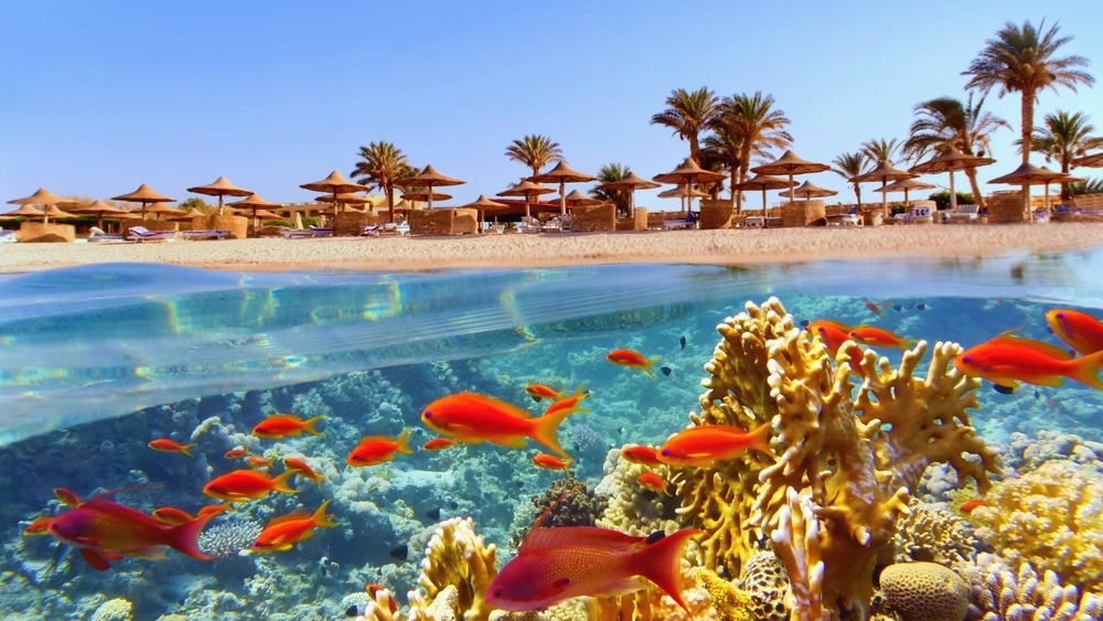 Tropical,Coral,Reef,And,Fish,With,Beach,With,Palms,And
