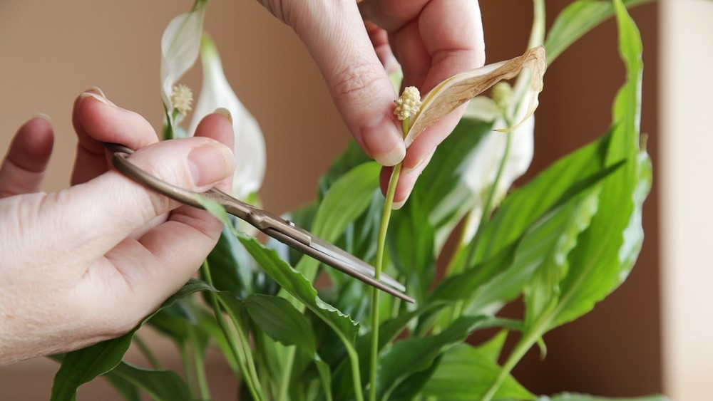 peace lily