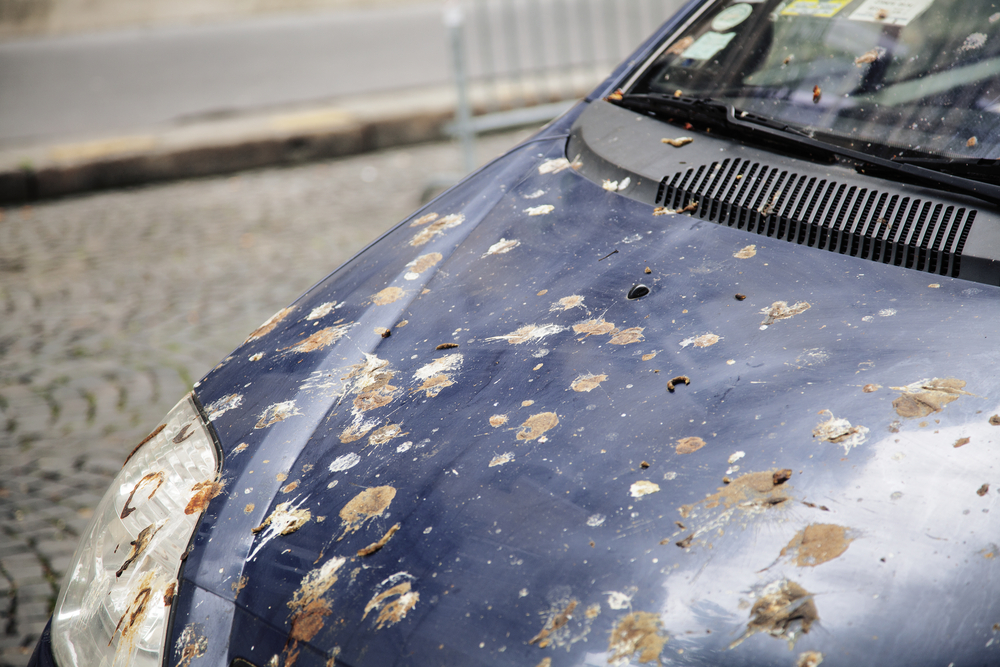Hood,Of,Car,With,Lot,Of,Bird,Droppings,,Bad,Parking