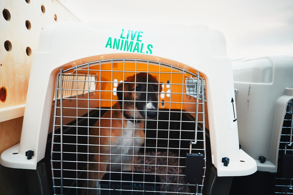 Mistet hunden på flyreisen – EU: Det er som å miste en koffert