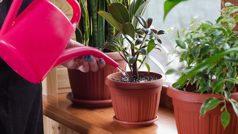 watering plants vandkande