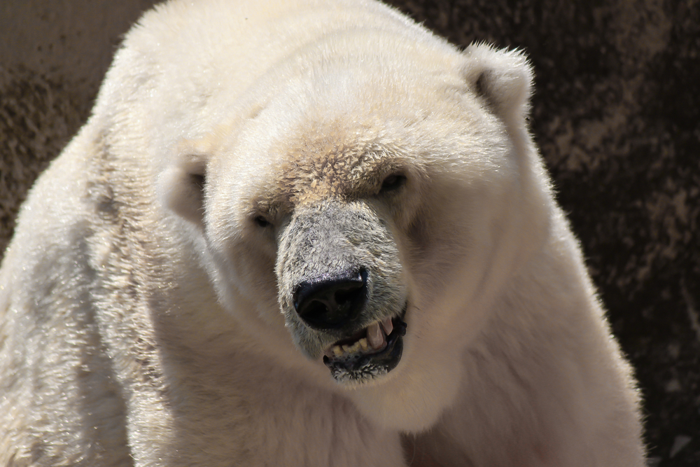 Polar bear