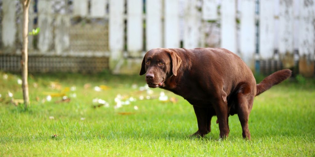 dog, poop, hund