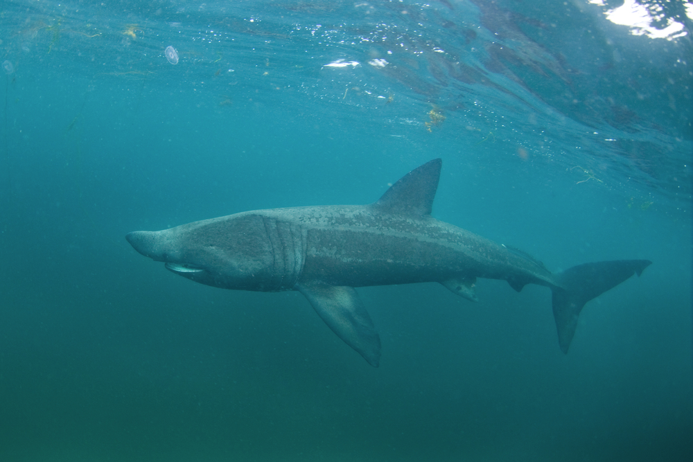 Basking,Shark,,Cetorhinus,Maximus,,Coll,Island,,Scotland