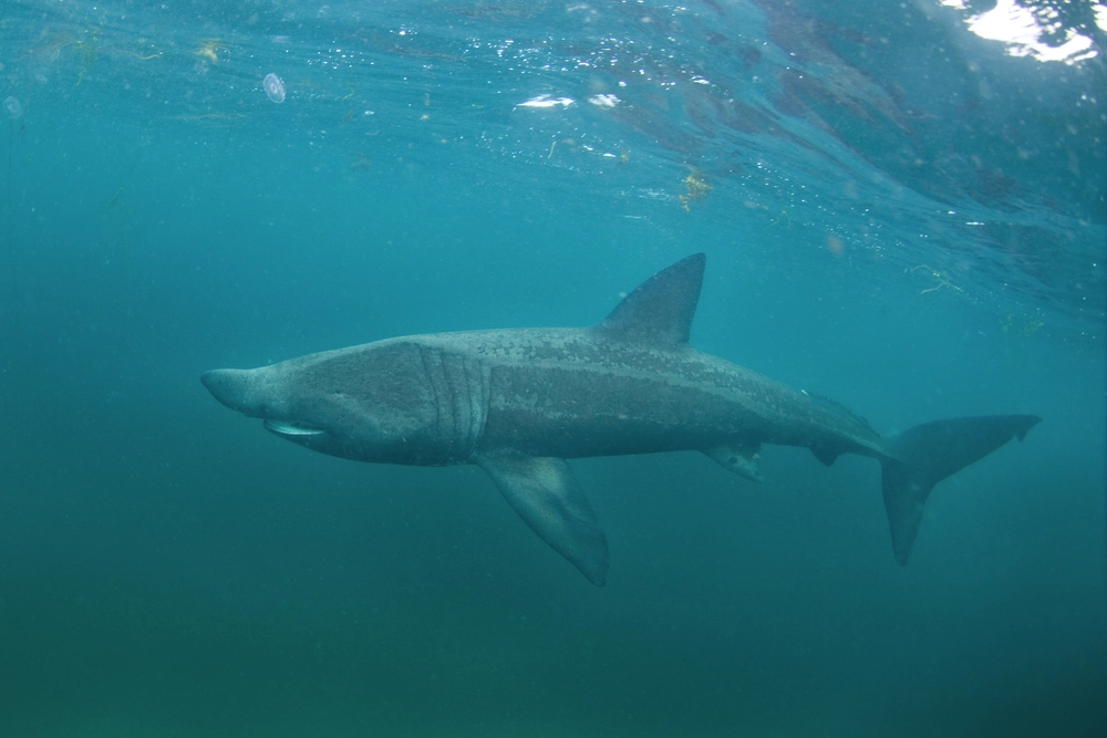 Basking,Shark,,Cetorhinus,Maximus,,Coll,Island,,Scotland