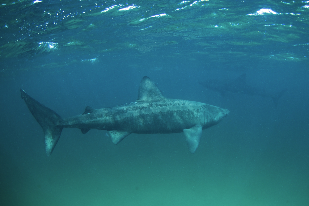 Basking,Shark,,Cetorhinus,Maximus,,Coll,Island,,Scotland