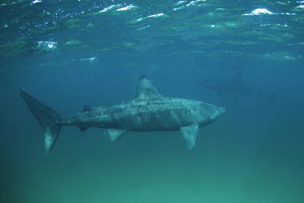 Basking,Shark,,Cetorhinus,Maximus,,Coll,Island,,Scotland