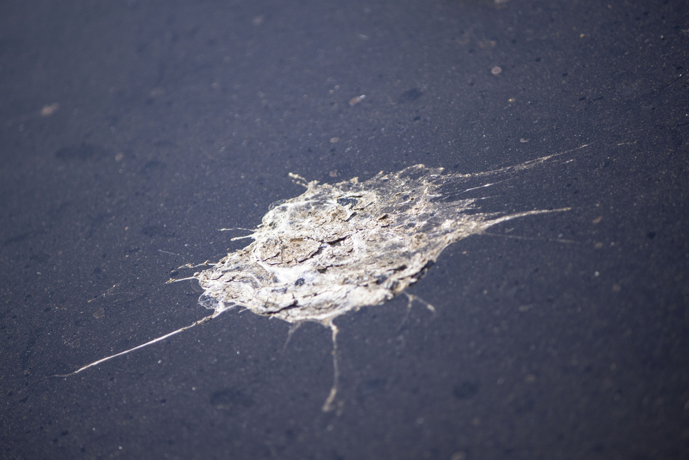 Bird,Dropping, fugleklat