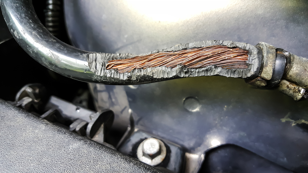 Rottene har flyttet inn i bilen din – og det kan bli dyrt