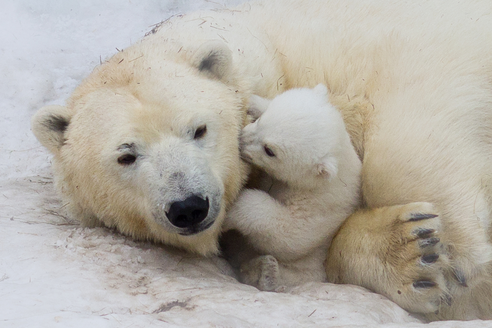 Isbjørn, Polar bear