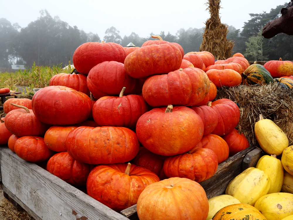 Helsemyndighetene med viktig oppfordring til alle gresskar-entusiaster
