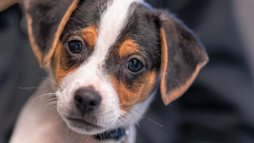 Farlig forårsfare for hunde: Sådan behandler du Hugormebid