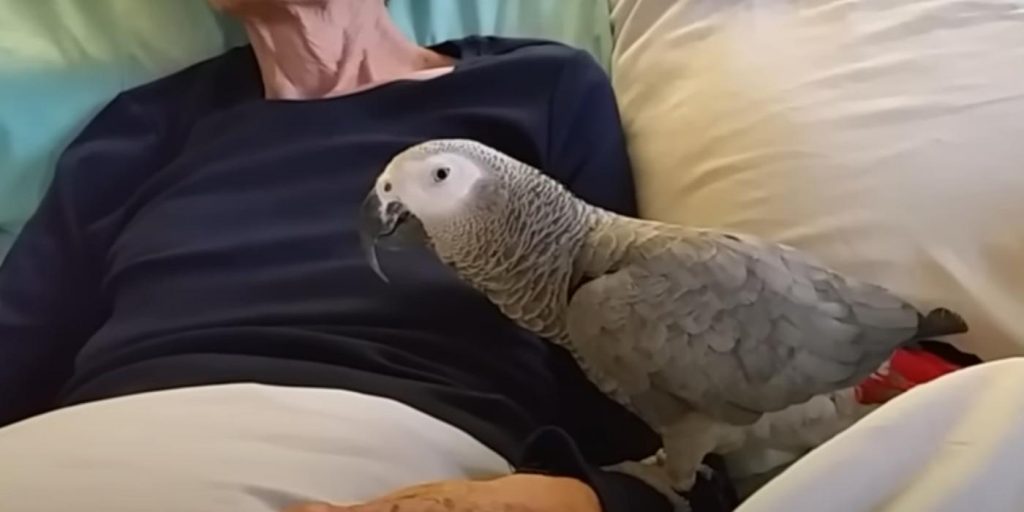 parroit