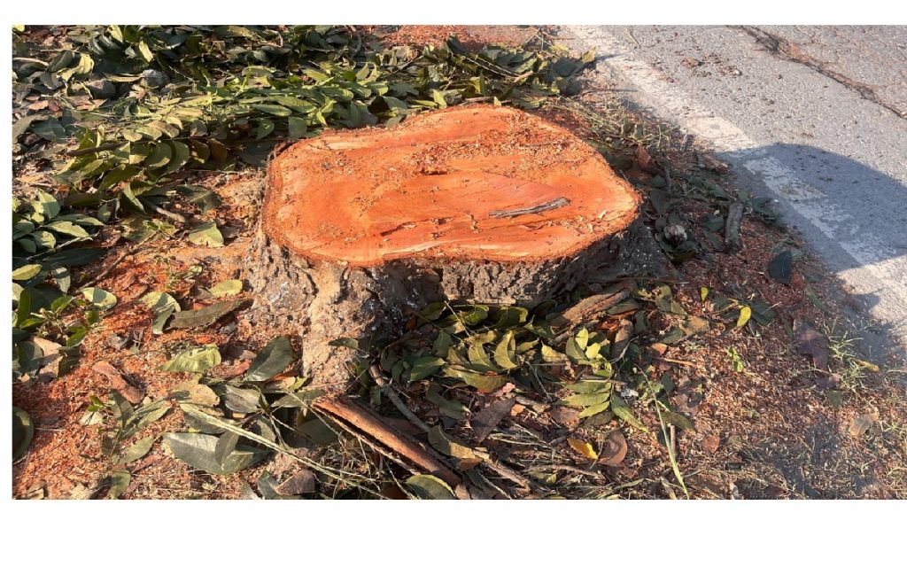 tree stump