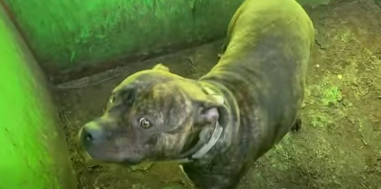 Kvinde troede ingen opdagede, hvad hun dumpede i skraldespanden: Kort efter blev en stor redningsaktion sat i gang