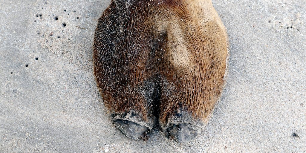 40-årig singlemor købte vanvittigt efternavn: “Skal jeg giftes, skal manden tage mit navn”