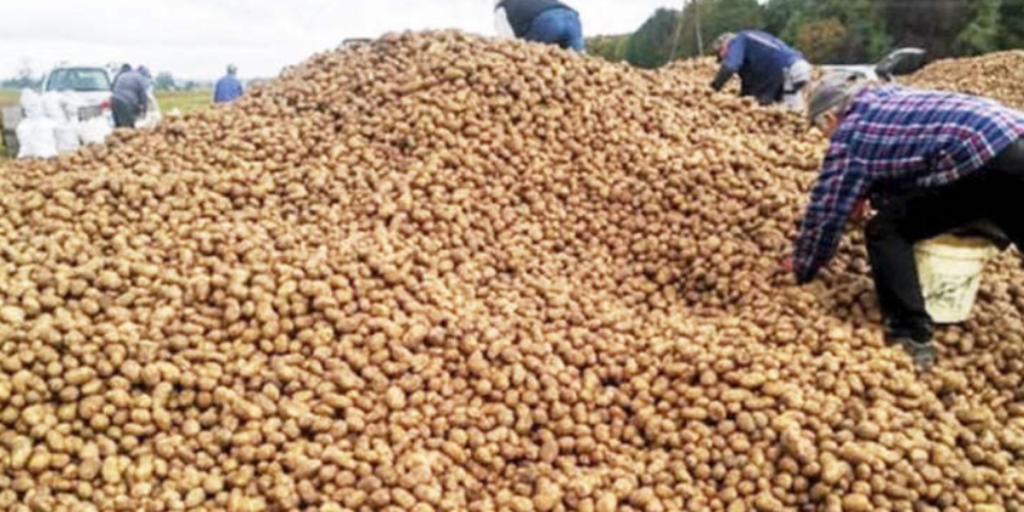 Landmand får stjålet 150 tons kartofler fra sin mark: Årsagen skyldes løgnagtigt Facebook-opslag