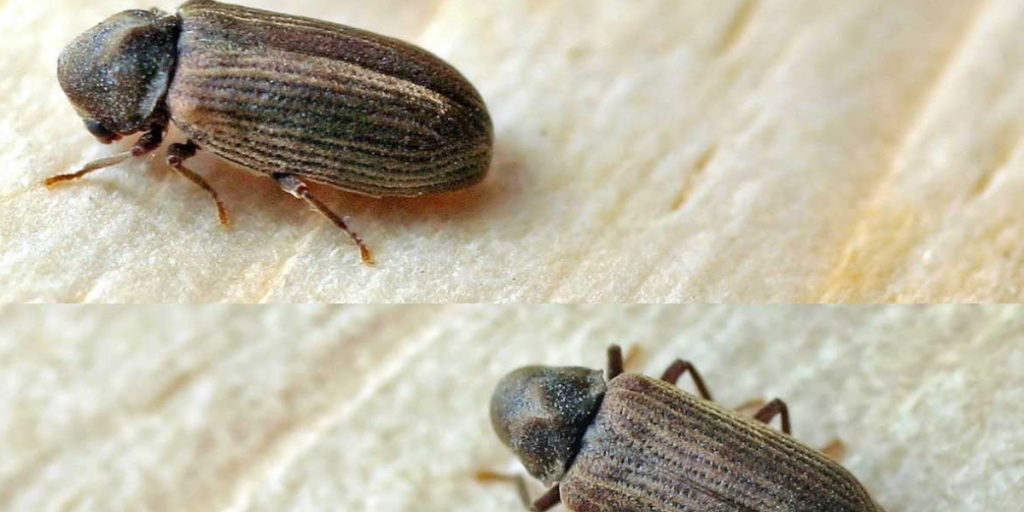 Har du problemer med borebiller? Sådan bekæmper du dem