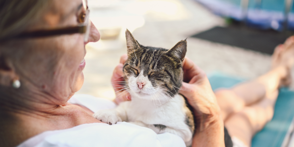 cat kat kæledyr katteejer kvinde