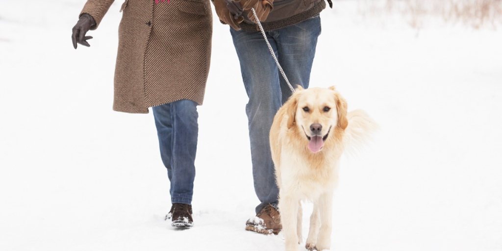 Hund vinter gåtur sne dog winther snow