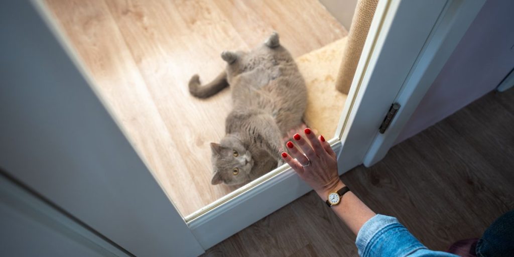 leaving cat pet catowvner katteejer kæledyr kat