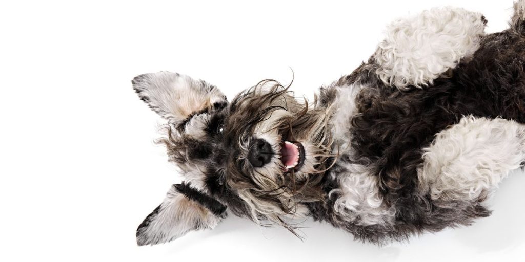 hund dog lies on back på ryggen