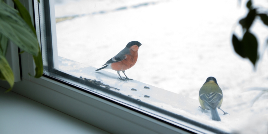 Hver vinter fryser småfuglene i hjel – men dette kan du gjøre for å redde dem