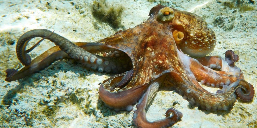 Blekkspruten kan revolusjonere solkrem – forskere har knekt koden