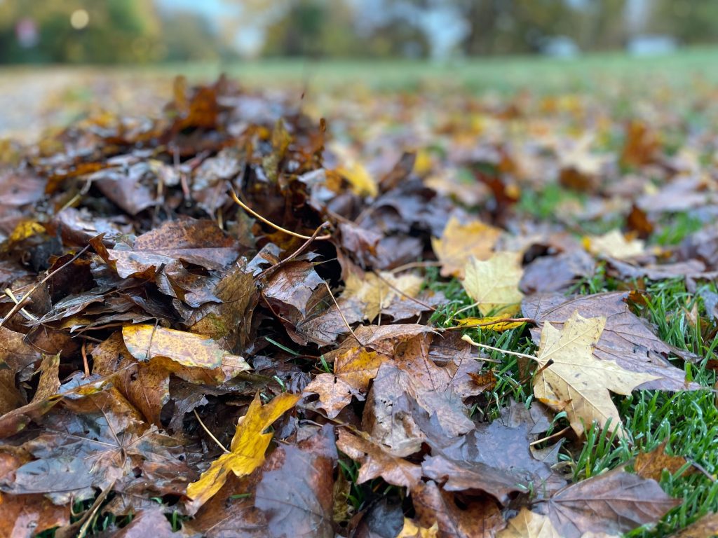 Efterår, høst, fall, autumn, leaves, blade, løv