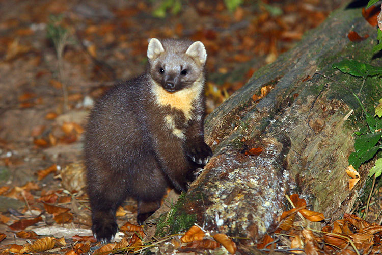 marten, mår