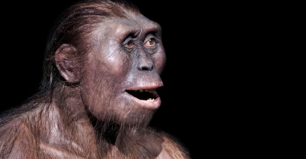 australopithecus afarensis, Lucy