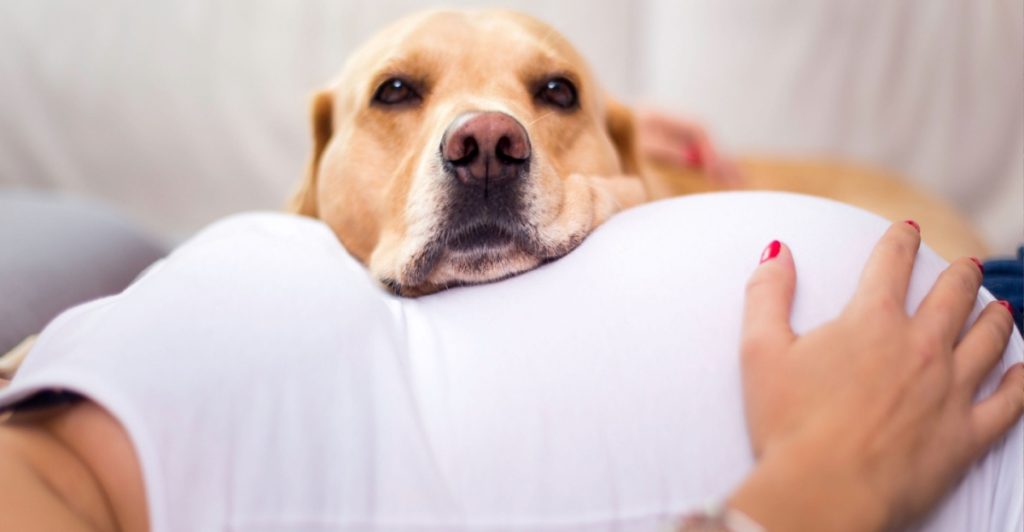 Pregnant woman and dog