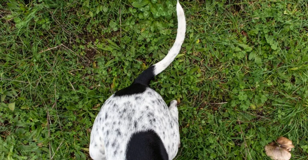 Dog tail