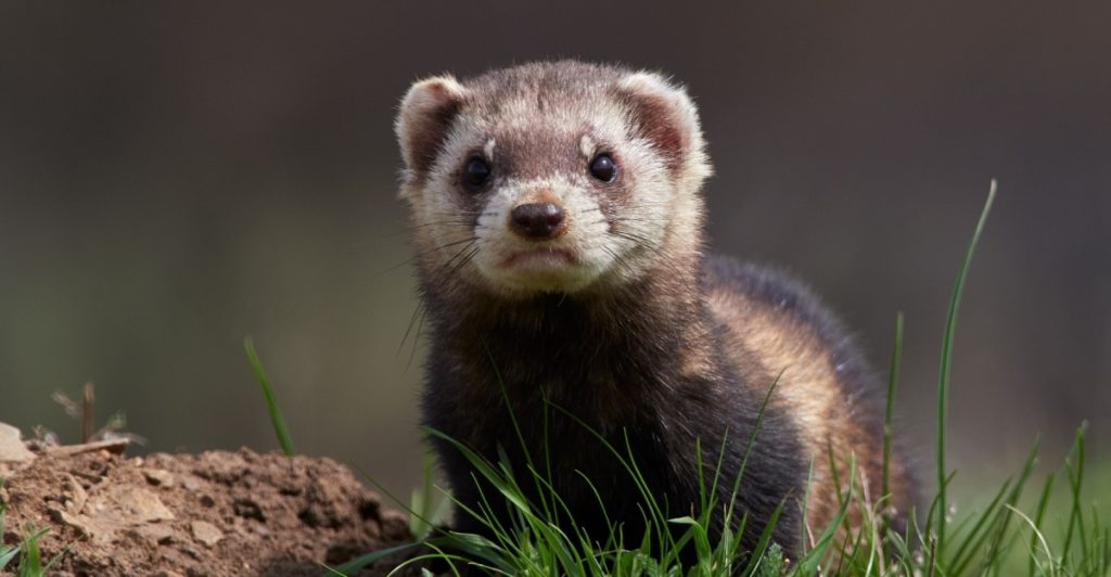 Iller, ferret