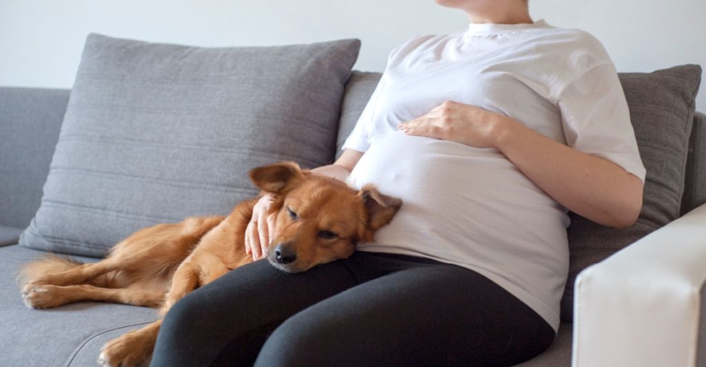 Pregnant woman and dog