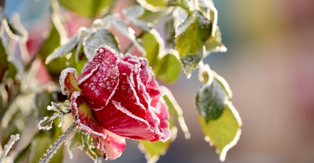 Frosty roses, frost