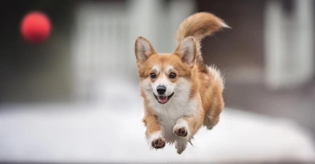 Happy dog