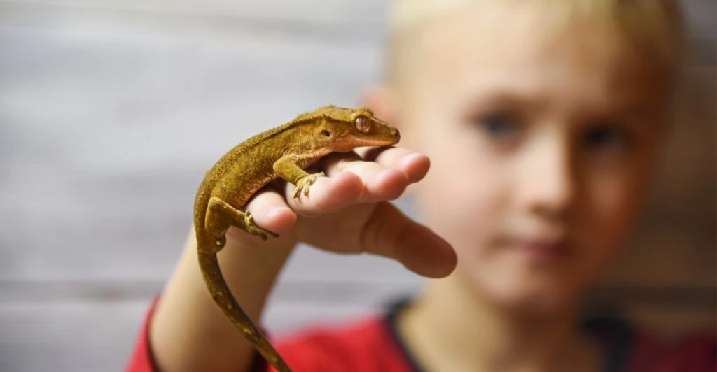 Lizard, ödla