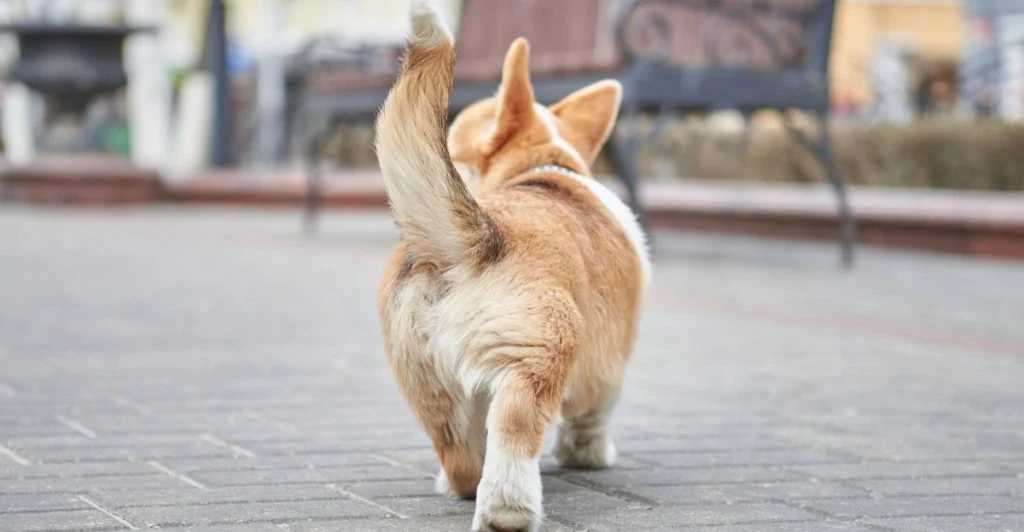 Dog tail