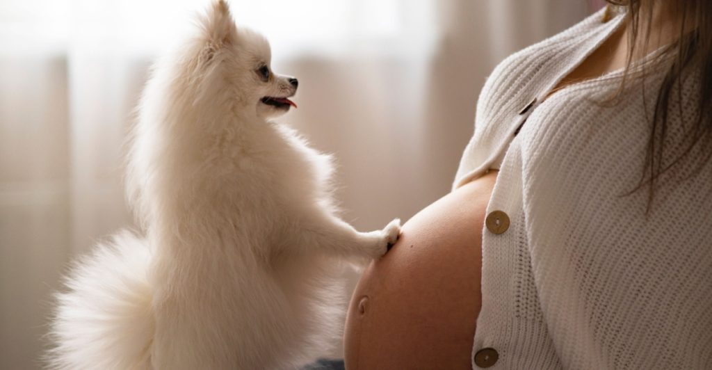 Pregnant woman and dog
