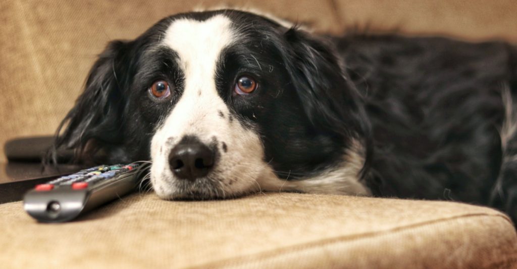 Dog watching tv