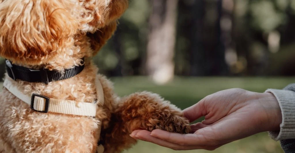 Du vet det troligen inte – här är vad som faktiskt finns på din hunds tassar