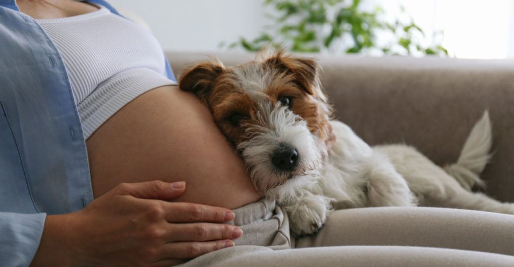 Pregnant woman and dog