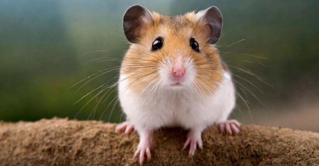 Hamster