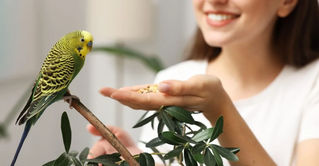 parrot, bird